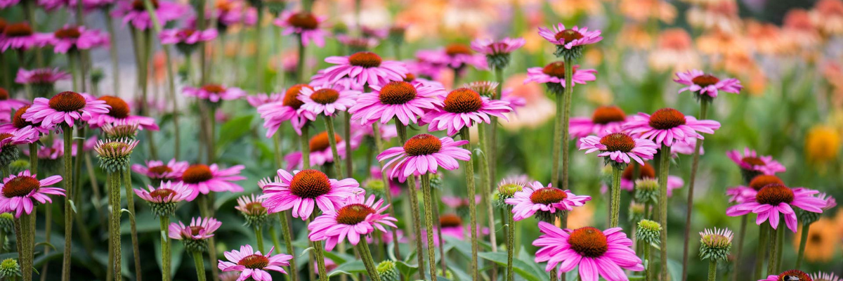 Bare Root Echinacea