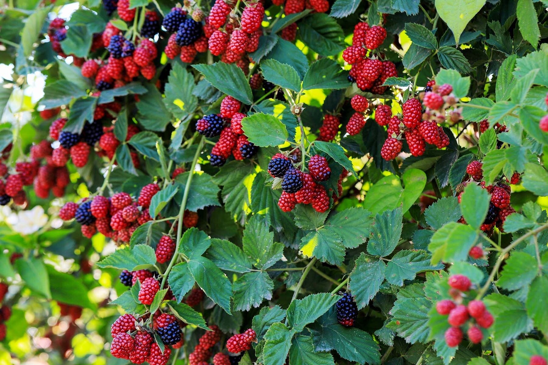 Raspberry Canes