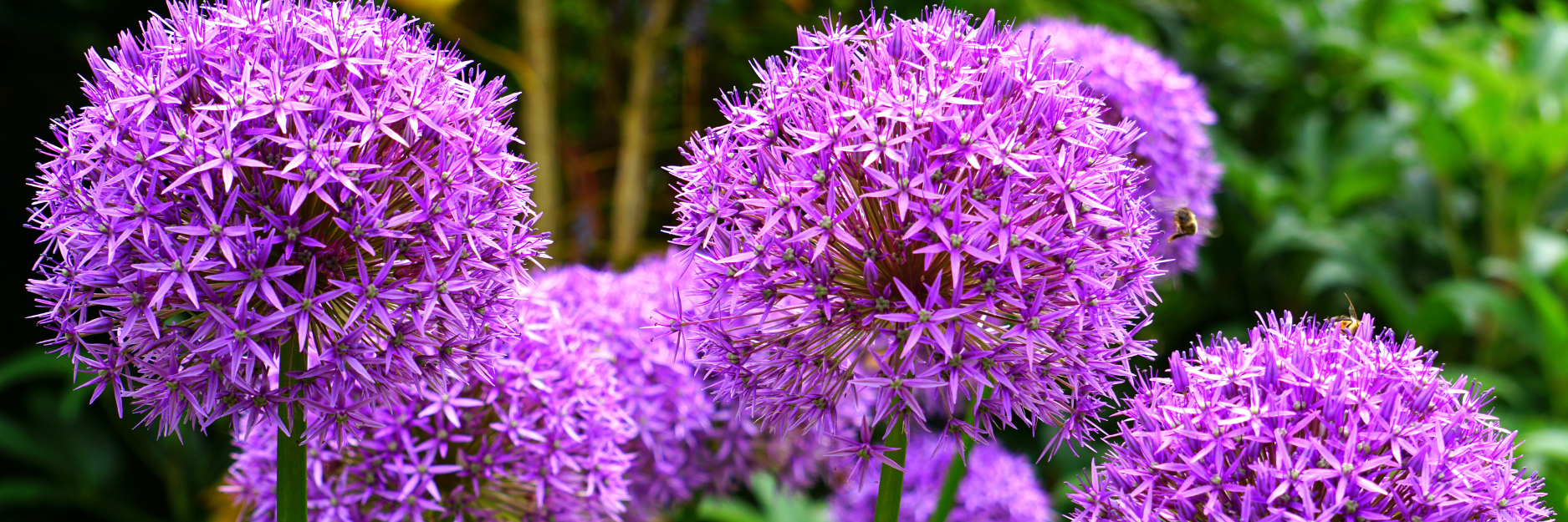 Allium