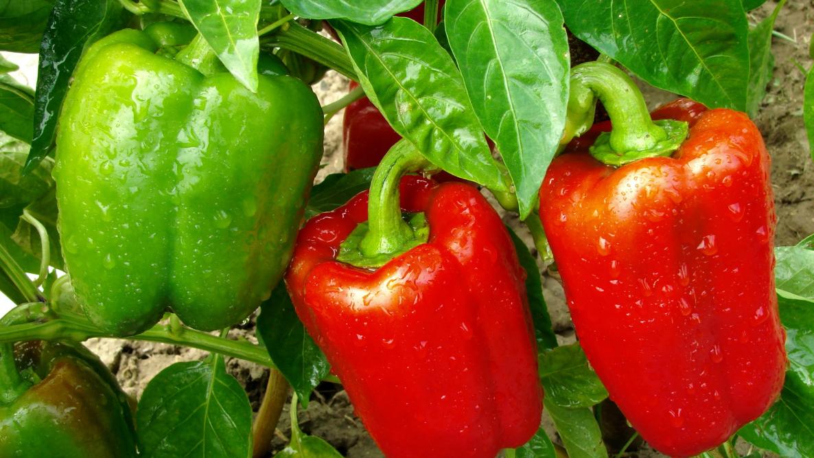 Pepper and Chillies