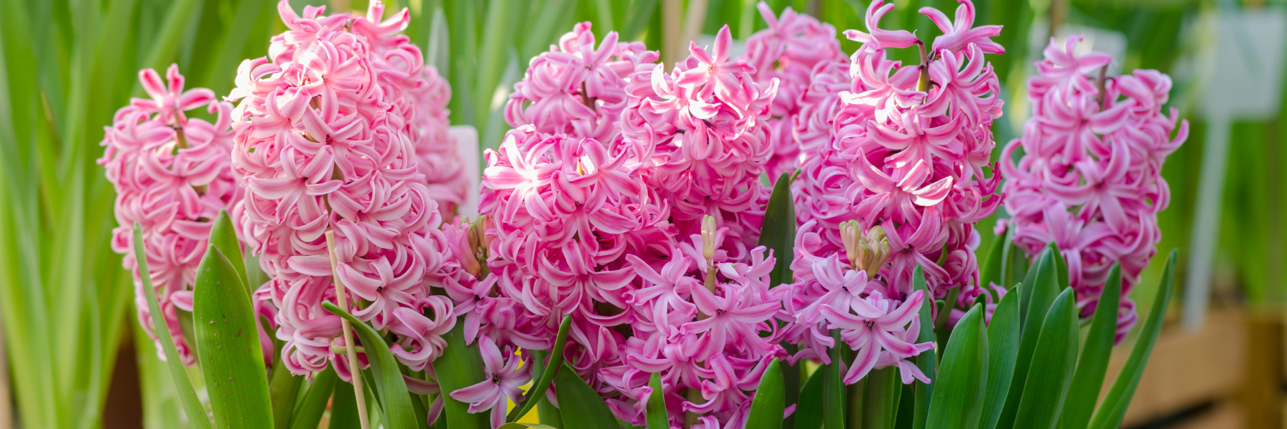 Hyacinth