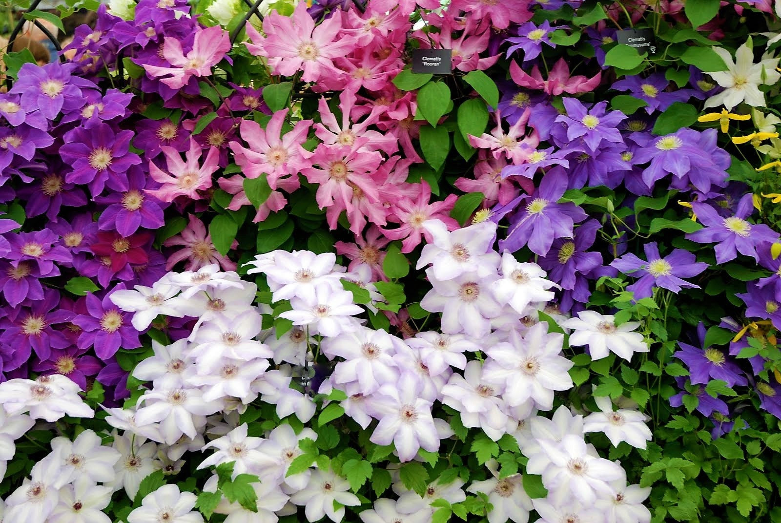 Clematis