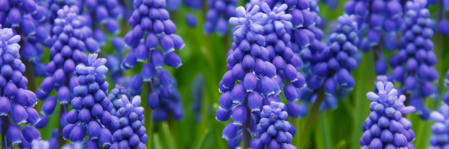 Muscari