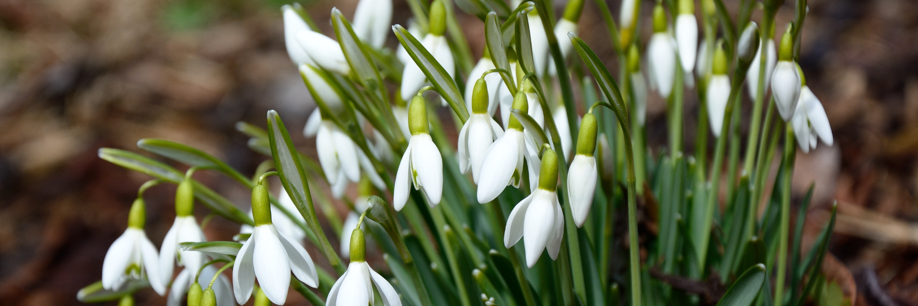 Snowdrop