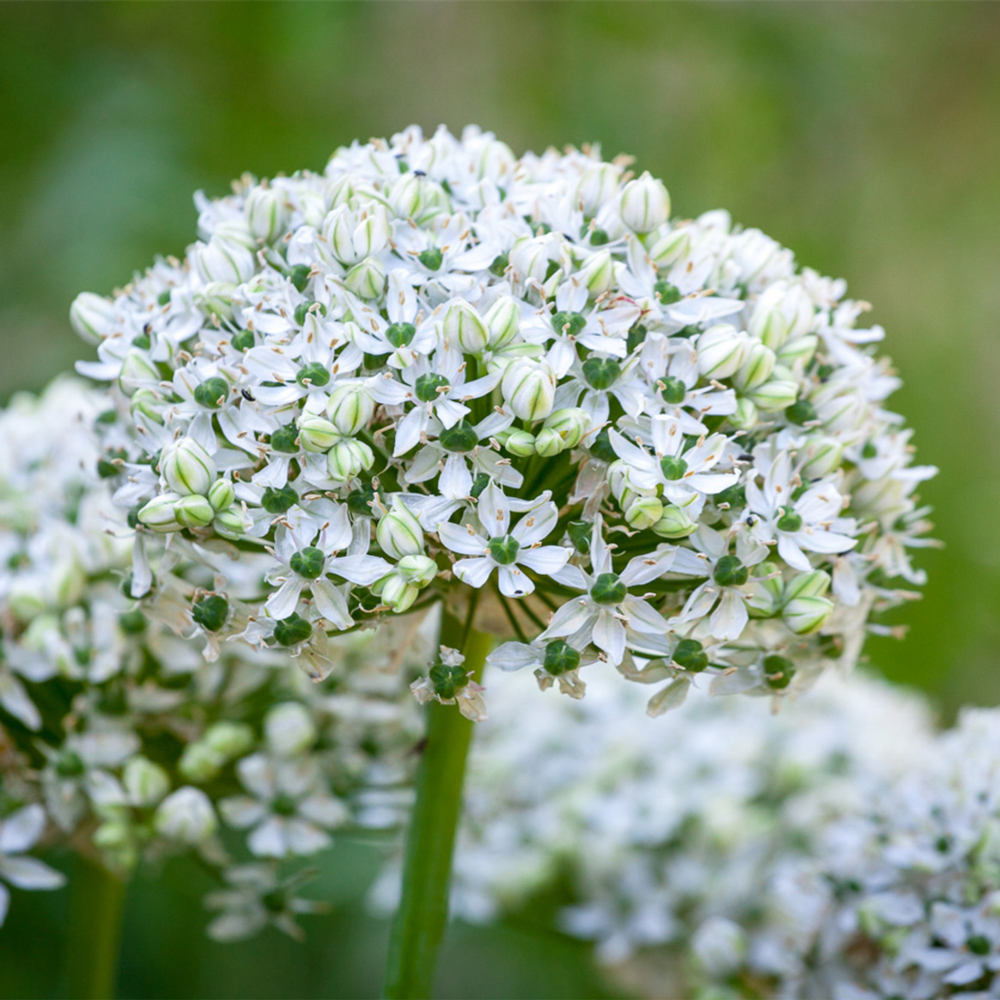 Allium Nigrum White