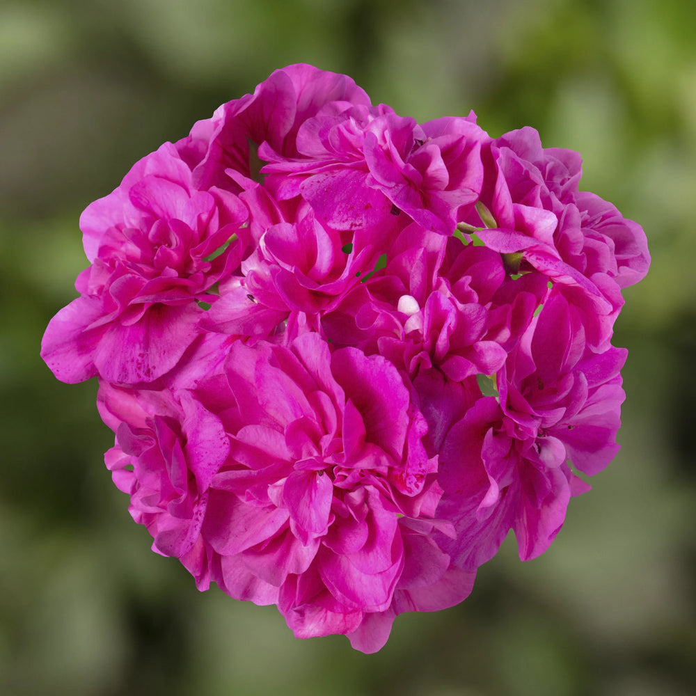 Geranium Ivy Leaf 'Amy' X5