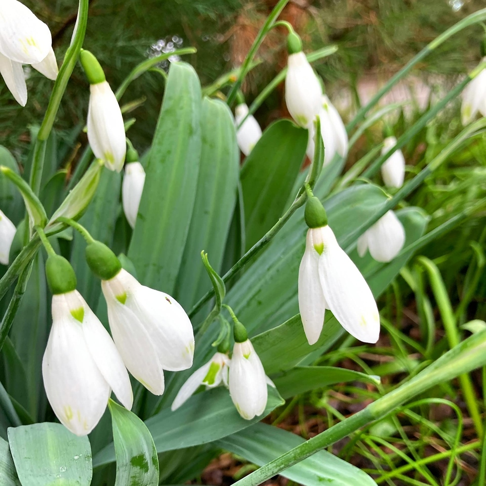 Snowdrop Galanthus Woronowii Bulbs