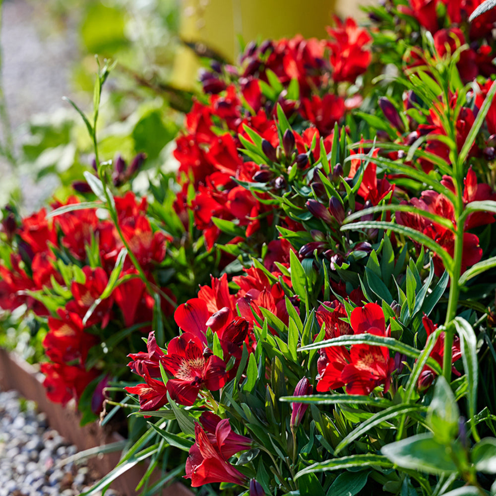 Alstroemeria inticancha 'Doba'