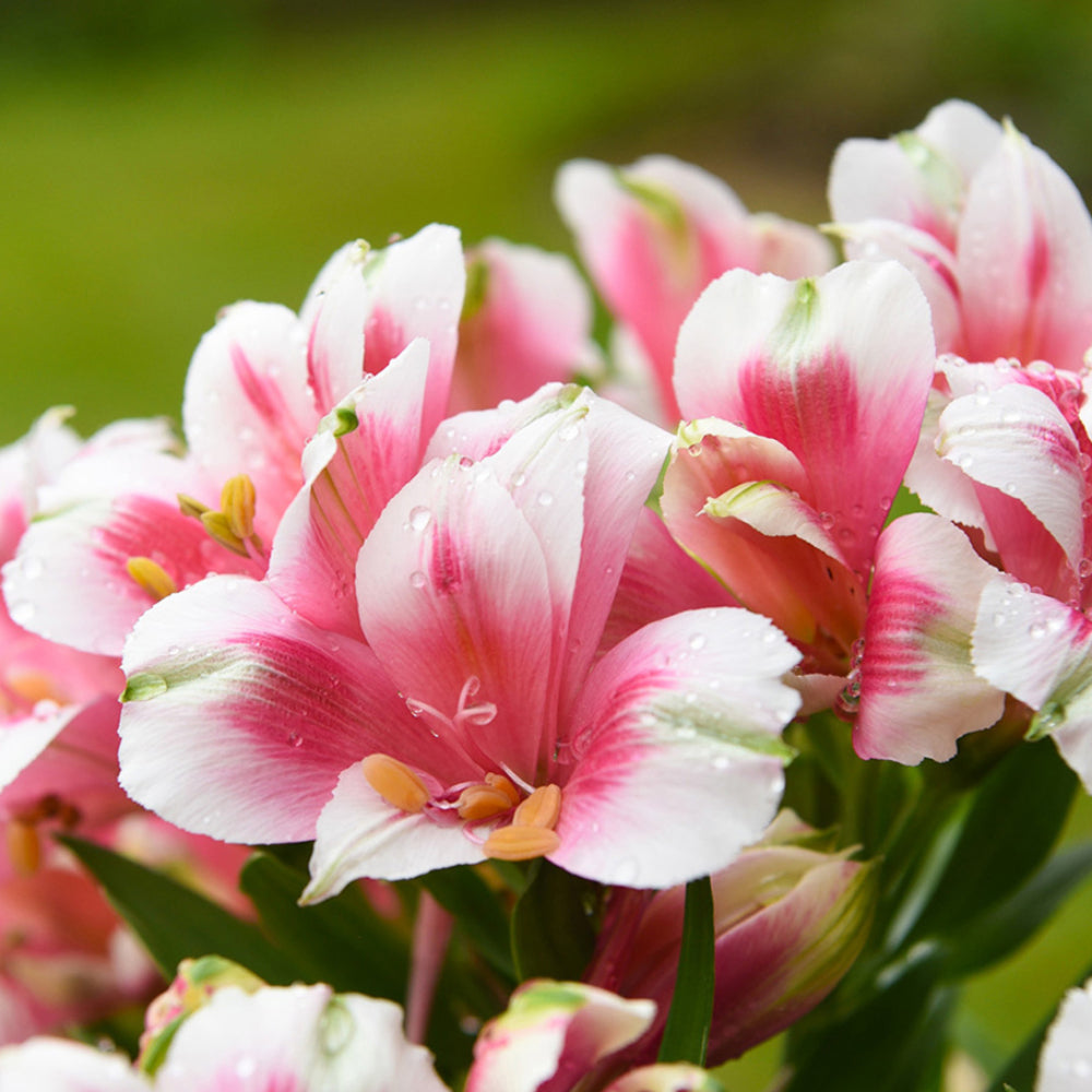 Alstroemeria inticancha 'Maya'