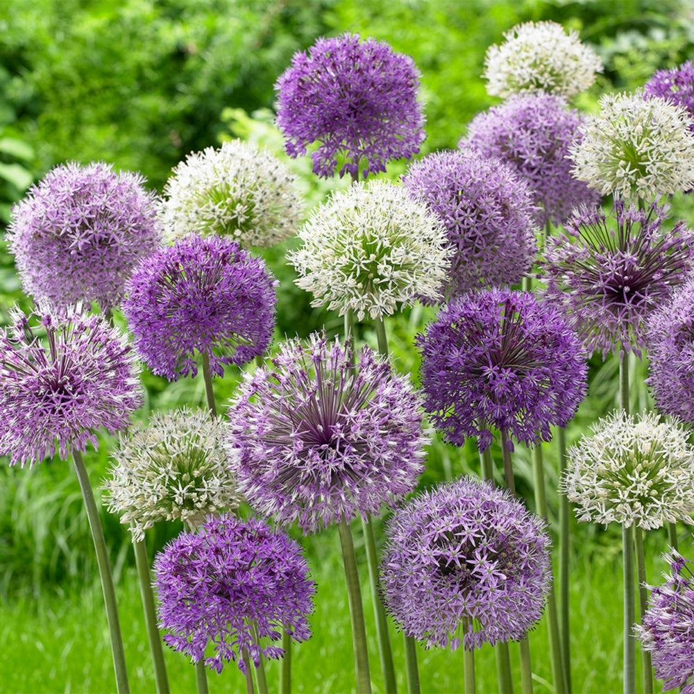 Allium Purple Sensation and Allium White Nigrum Mix