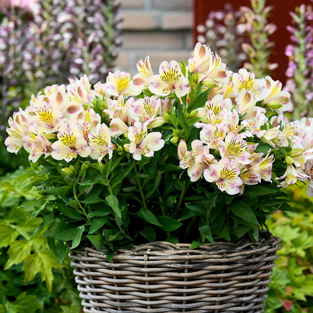 Alstroemeria Summer Paradise 'Times Valley'