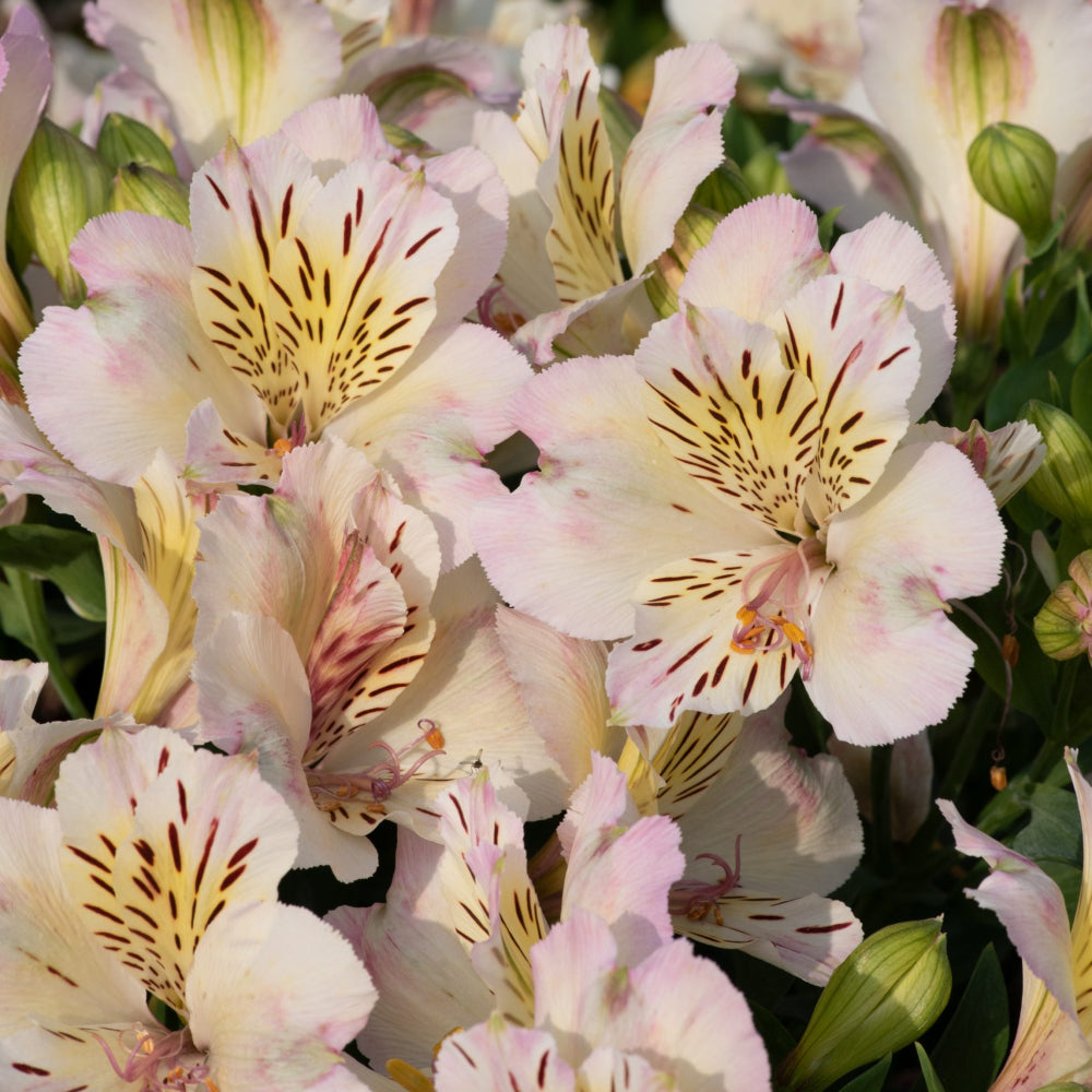 Alstroemeria Summer Paradise 'Times Valley'