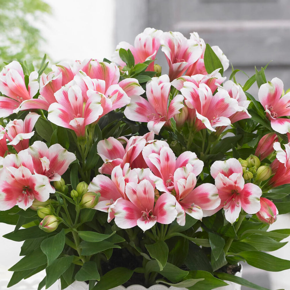 Alstroemeria inticancha 'Maya'