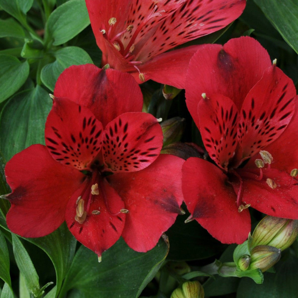 Alstroemeria inticancha 'Doba'