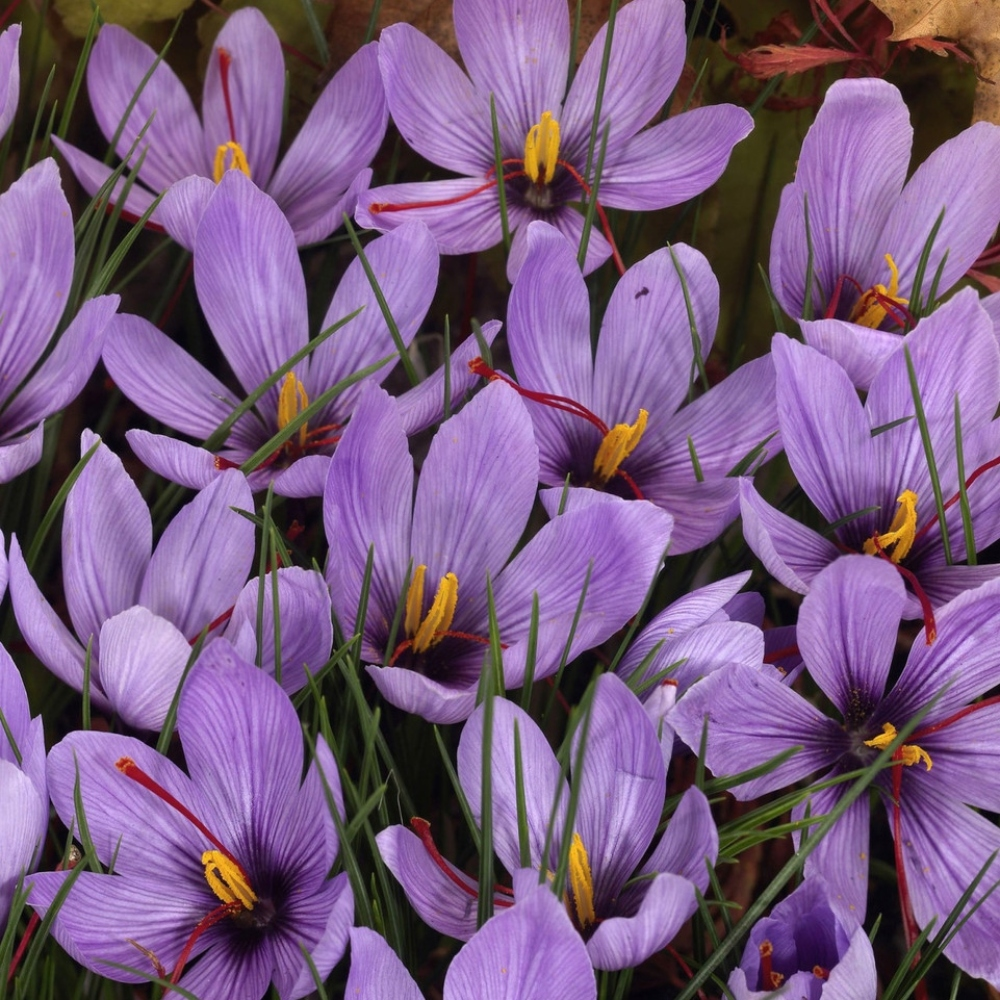 Crocus Sativus Saffron Bulbs