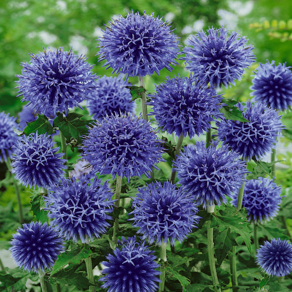 Echinops Ritro Blue Globe (bare root) X5