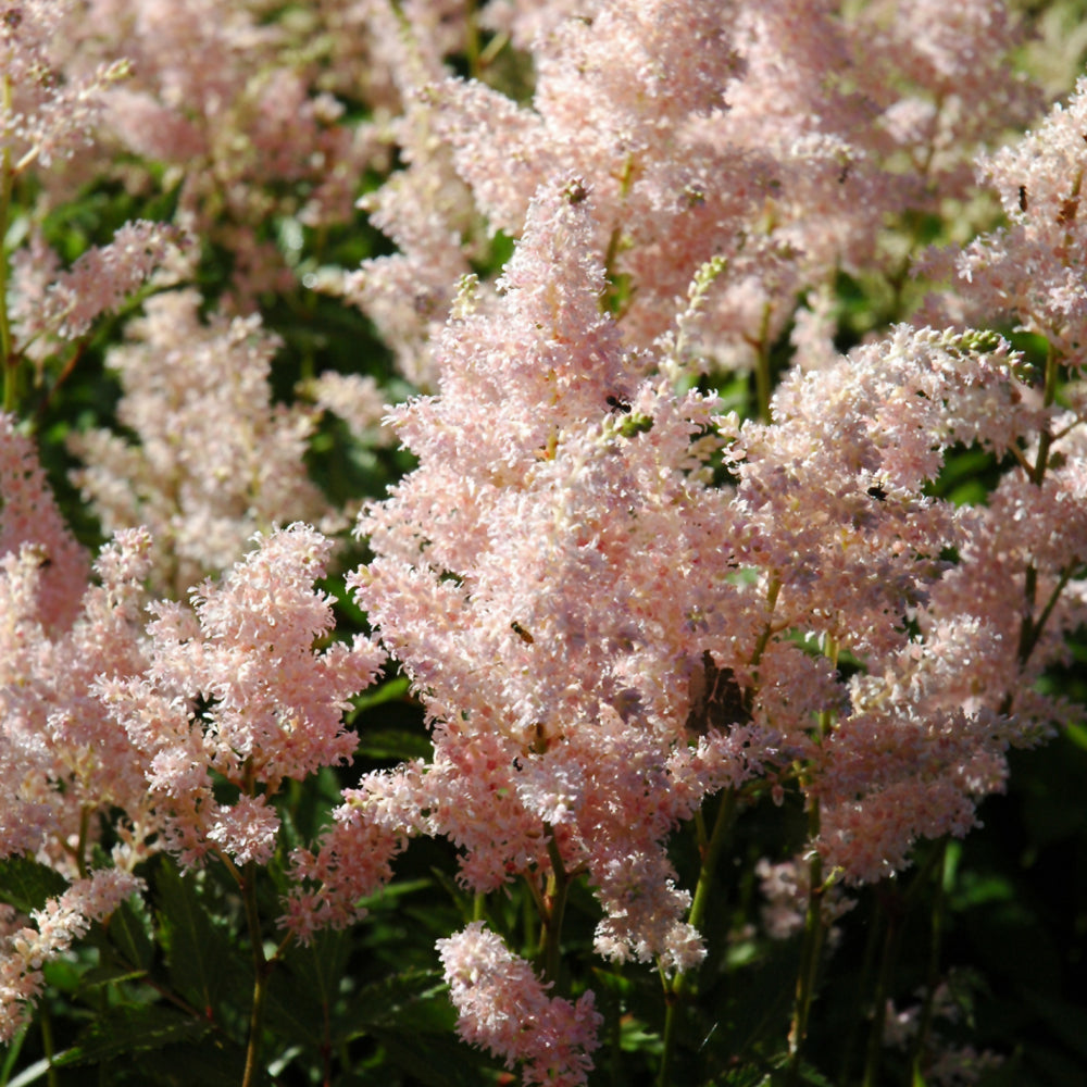 Astilbe Japonica 'Europa' Light Pink X 3 Bare Root