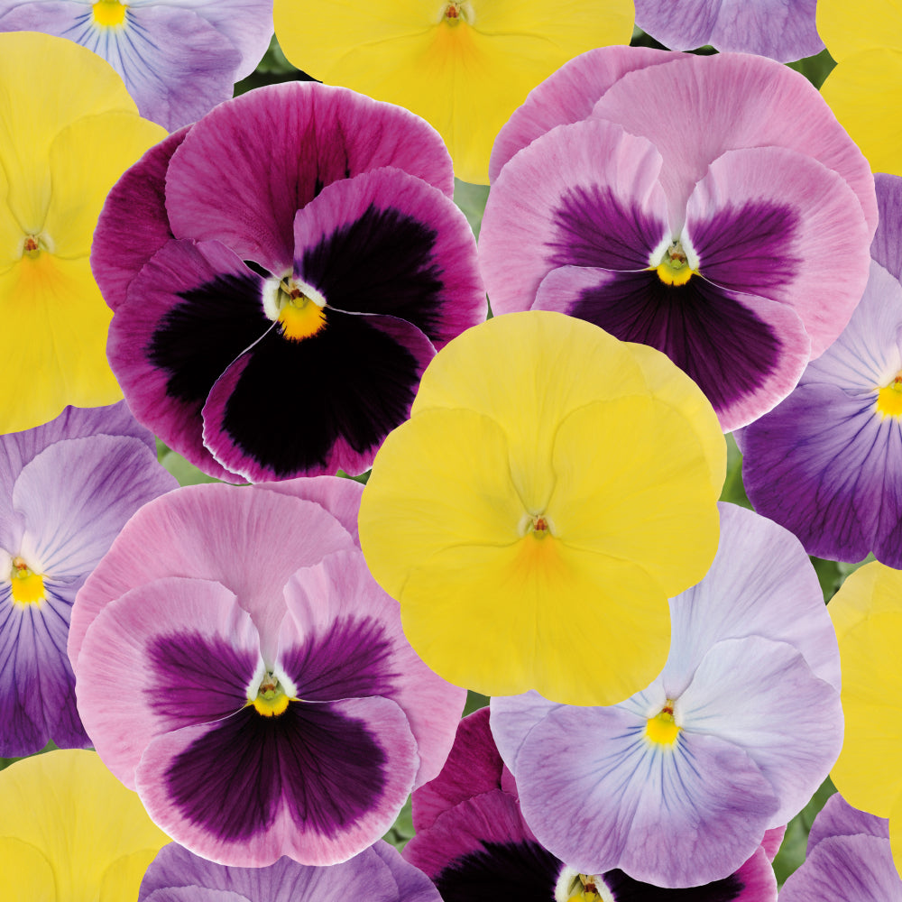 Pansy Matrix 'Silhouette Mix' X12