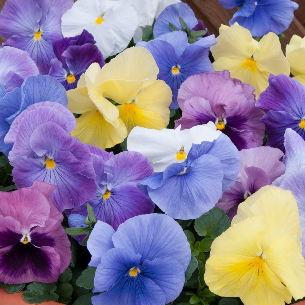 Pansy Matrix 'Silhouette Mix' X12