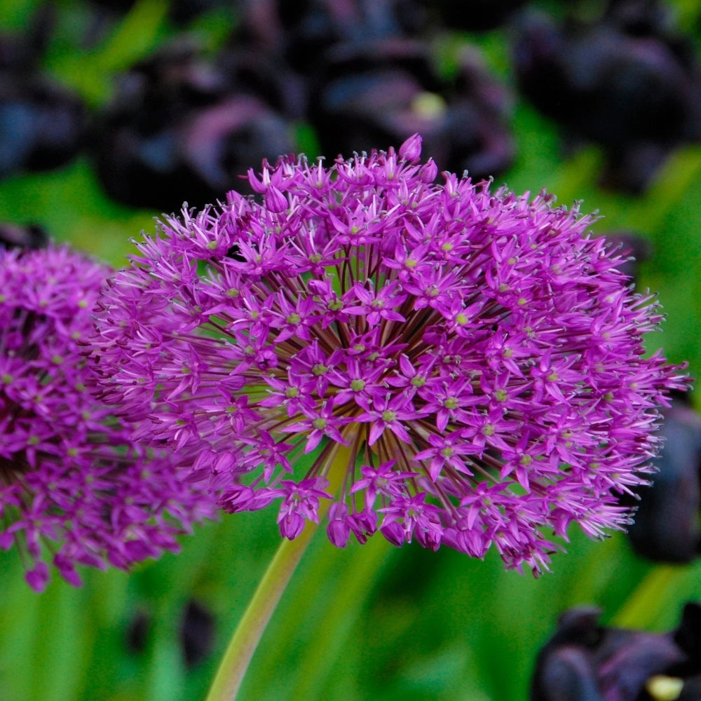 Allium Purple Sensation and Allium White Nigrum Mix