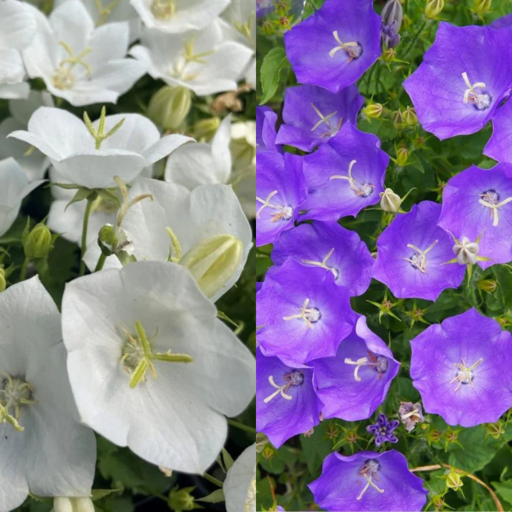 Campanula Clips 'Blue and White  Mix' X6