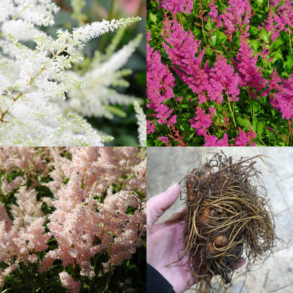 Astilbe Japonica Mix X 3 Bare Root Plants