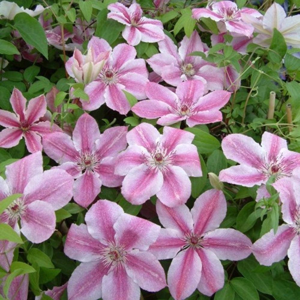Clematis Hybrid Bare Root 'Darius' X3
