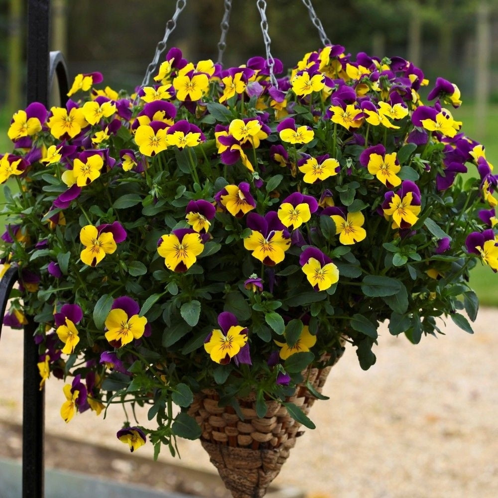 Pansy Freefall X24