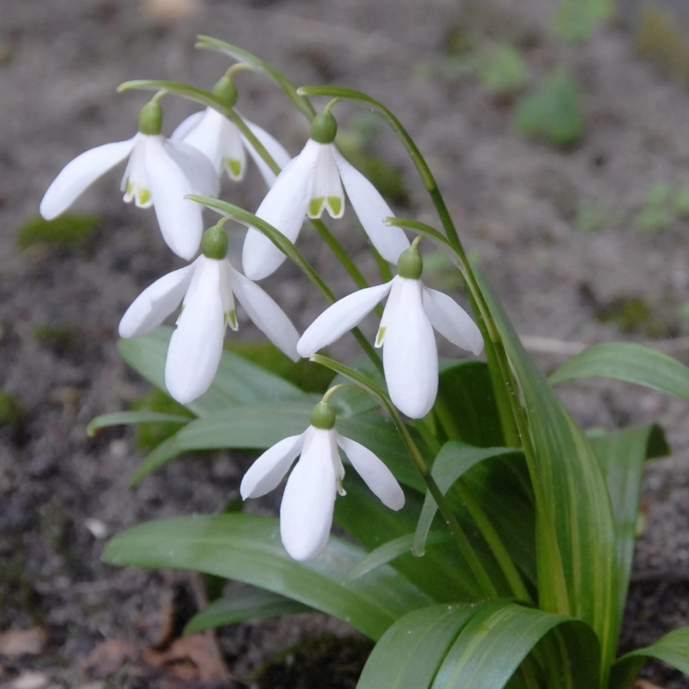 Snowdrop Galanthus Woronowii Bulbs