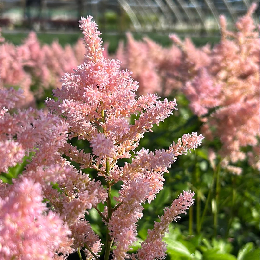 Astilbe Japonica 'Europa' Light Pink X 3 Bare Root