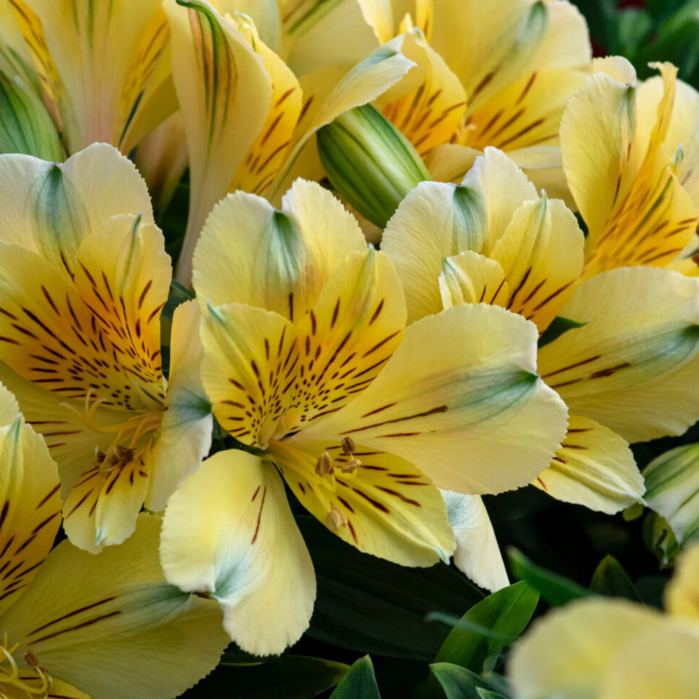 Alstroemeria inticancha 'Havana'