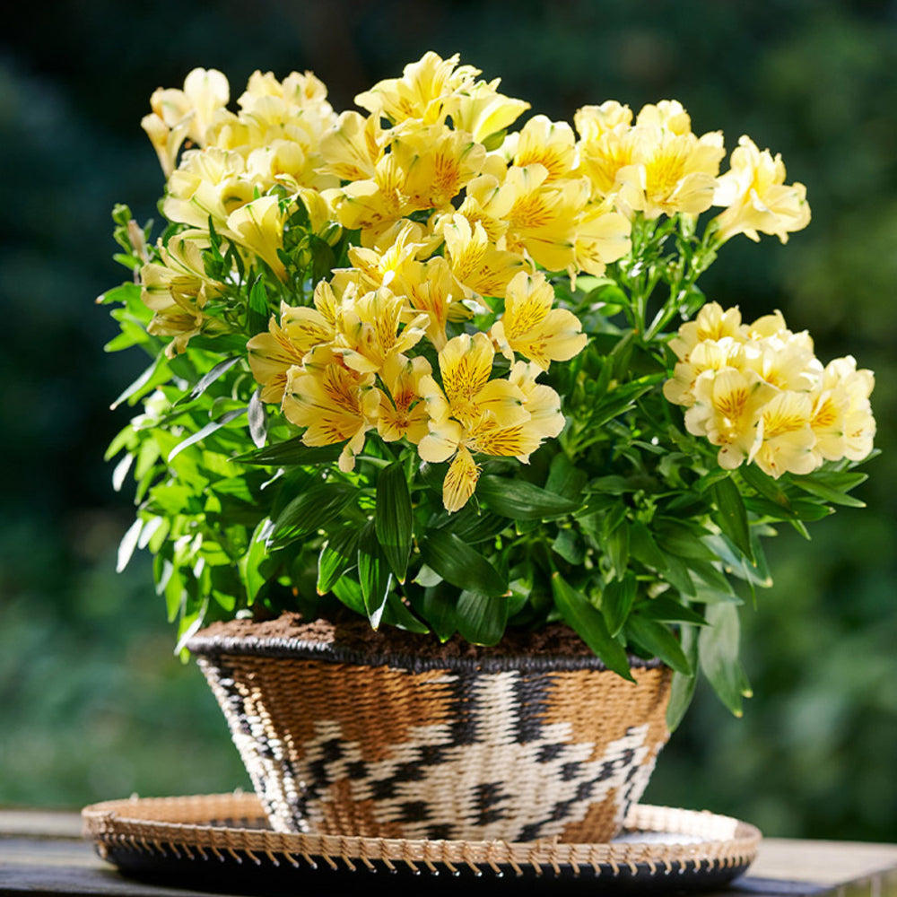 Alstroemeria inticancha 'Havana'