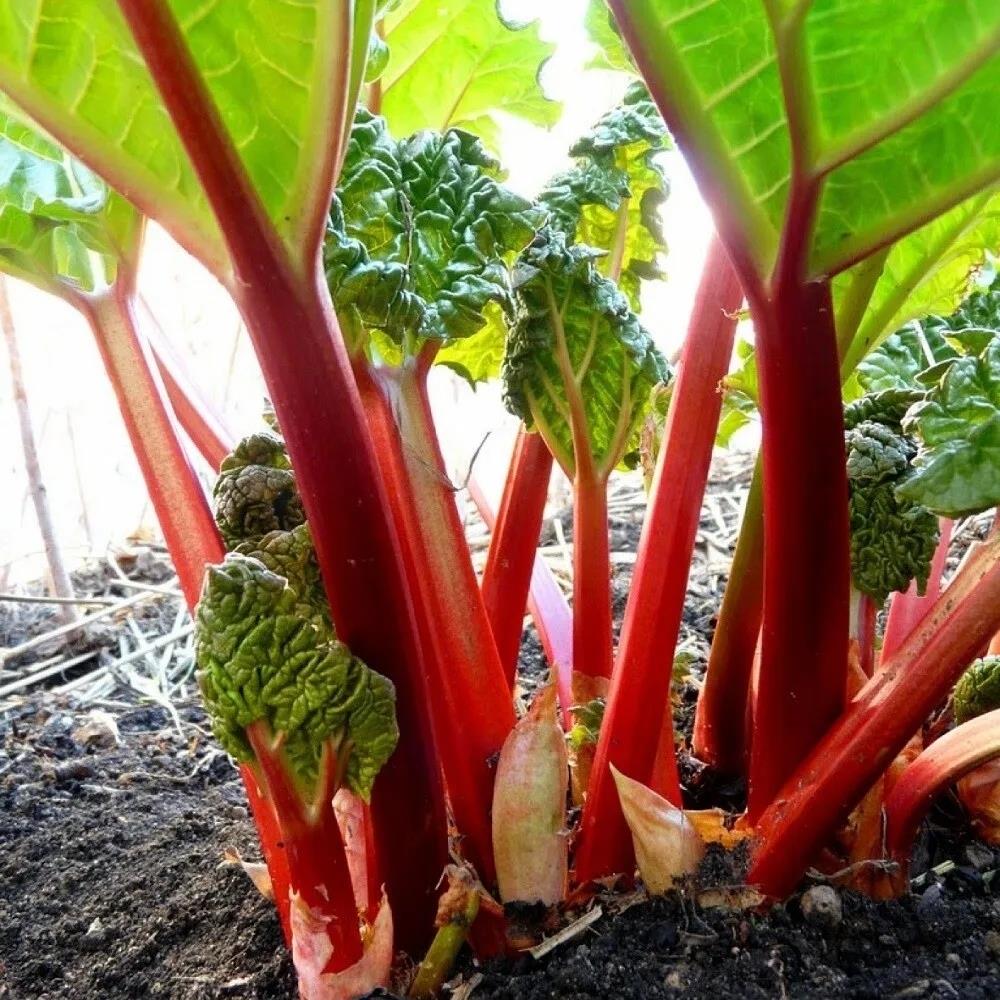 Rhubarb  'Victoria'