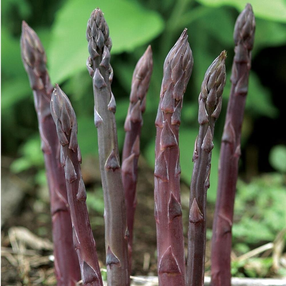 Asparagus 'Pacific Purple'