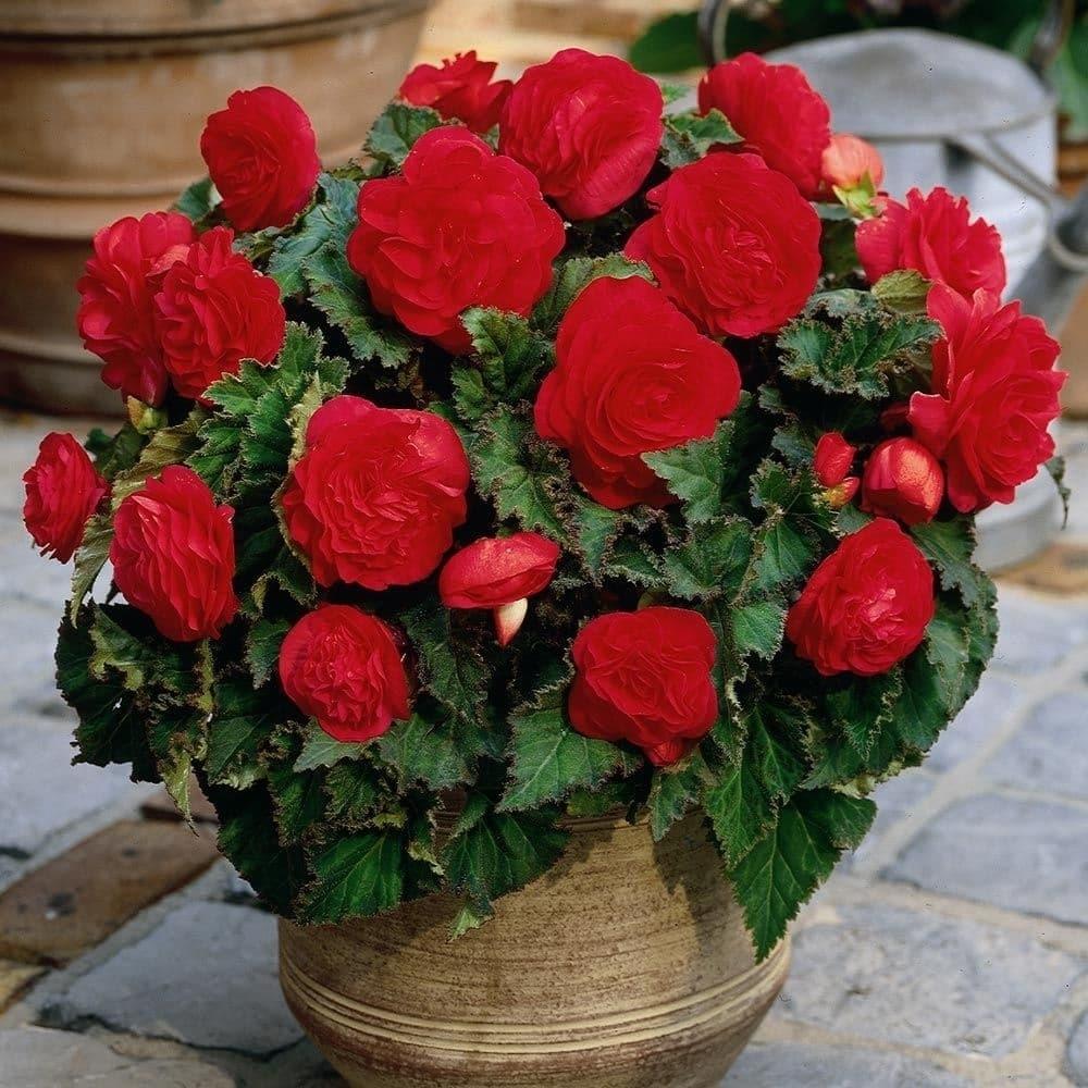 Begonia Double Red