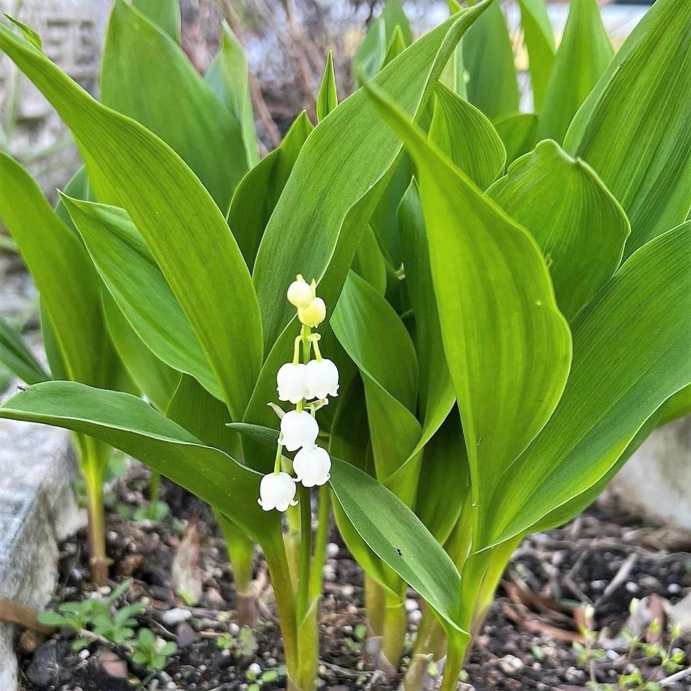 Convallaria Majalis 'Lily of The Valley'