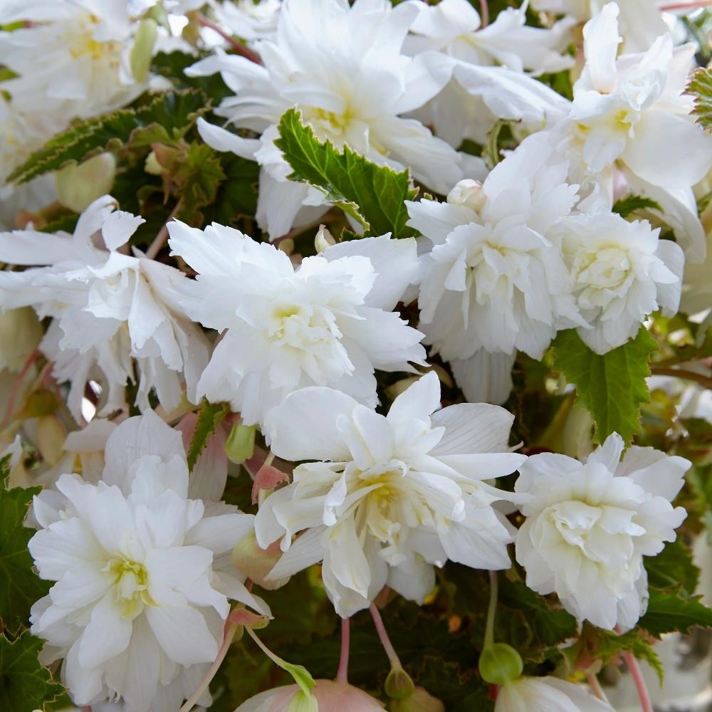 Begonia Pendula White X5