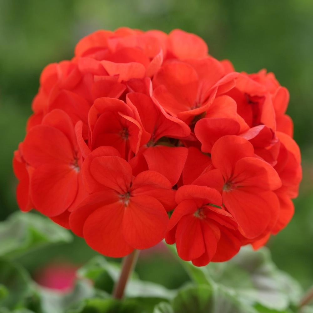 Geranium Horizon Red X20