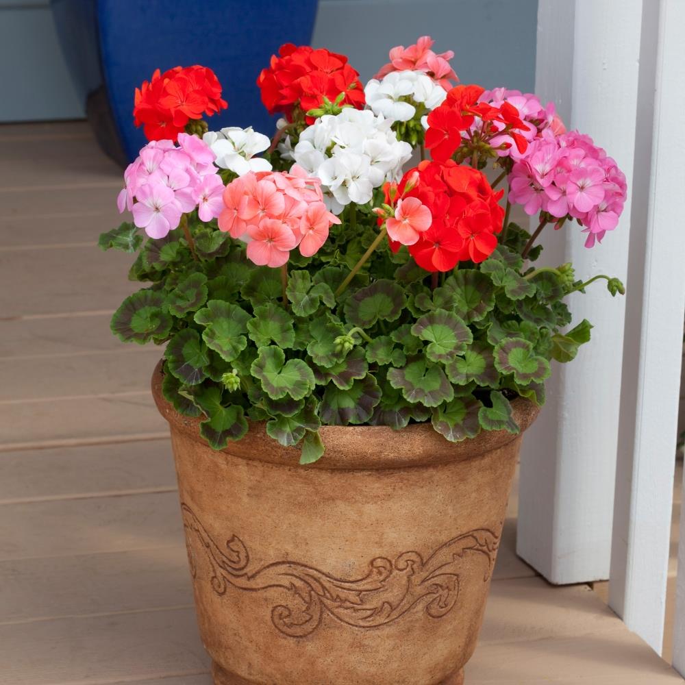 Geranium Roulette Geranium Cabaret Mixed – Growtanical