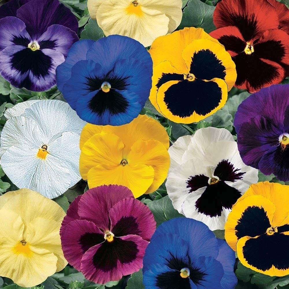 Pansy Power X24