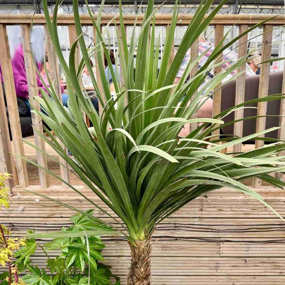Cordyline Australis (Cabbage Palm) X3