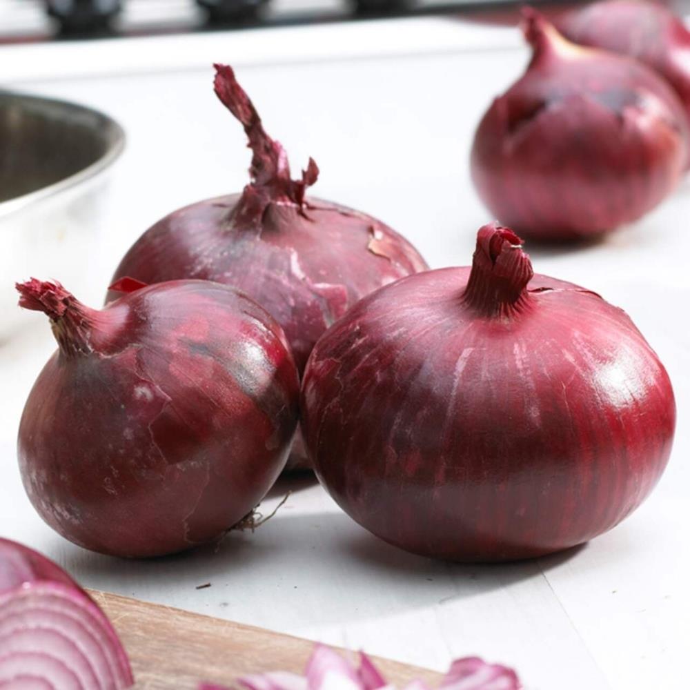 Organic Red Onion 'Karmen' X12