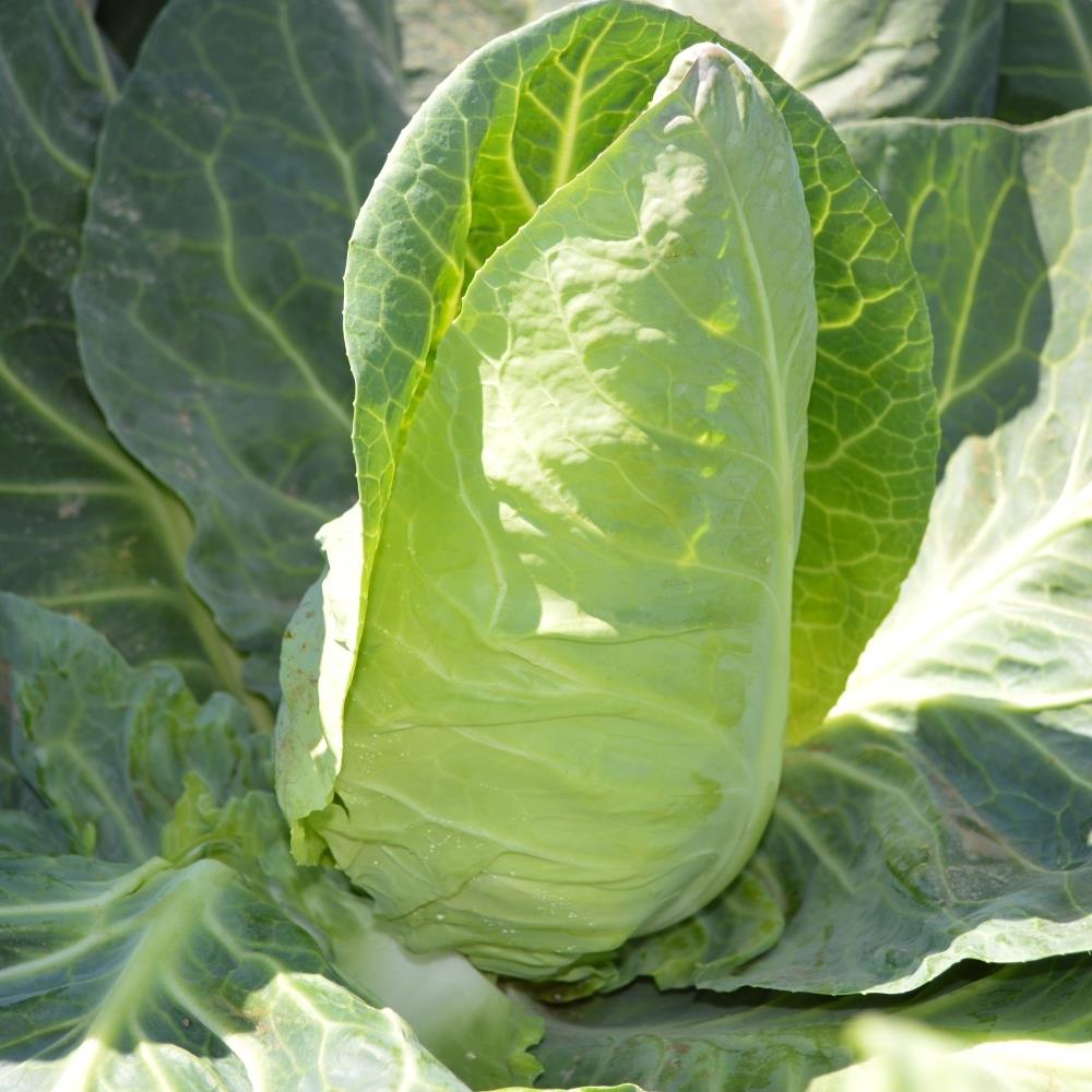 Cabbage Pointed 'Regency' X12