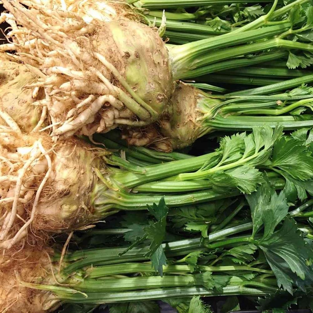 Organic Celeriac 'Brilliant' X5