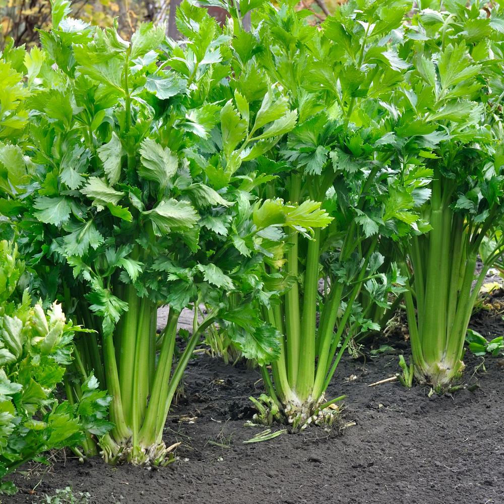Celery 'Victoria' X5