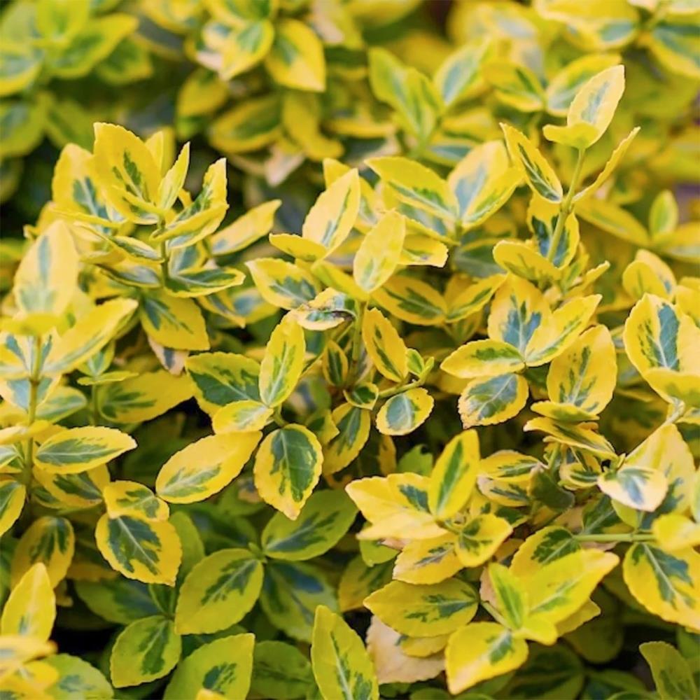 Euonymus Fortunei 'Emerald n Gold' X6