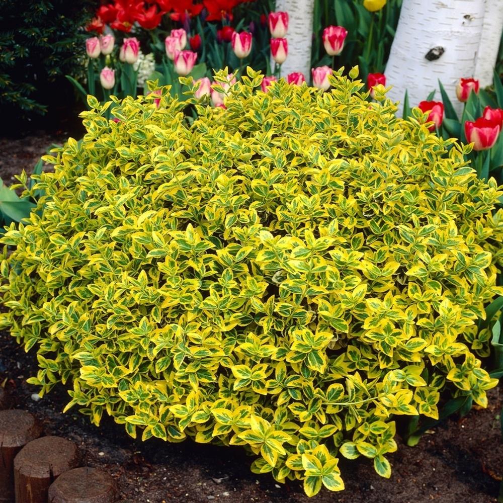 Euonymus Fortunei 'Emerald n Gold' X6
