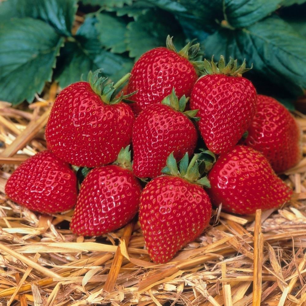 Strawberry 'Elan' F1 X5