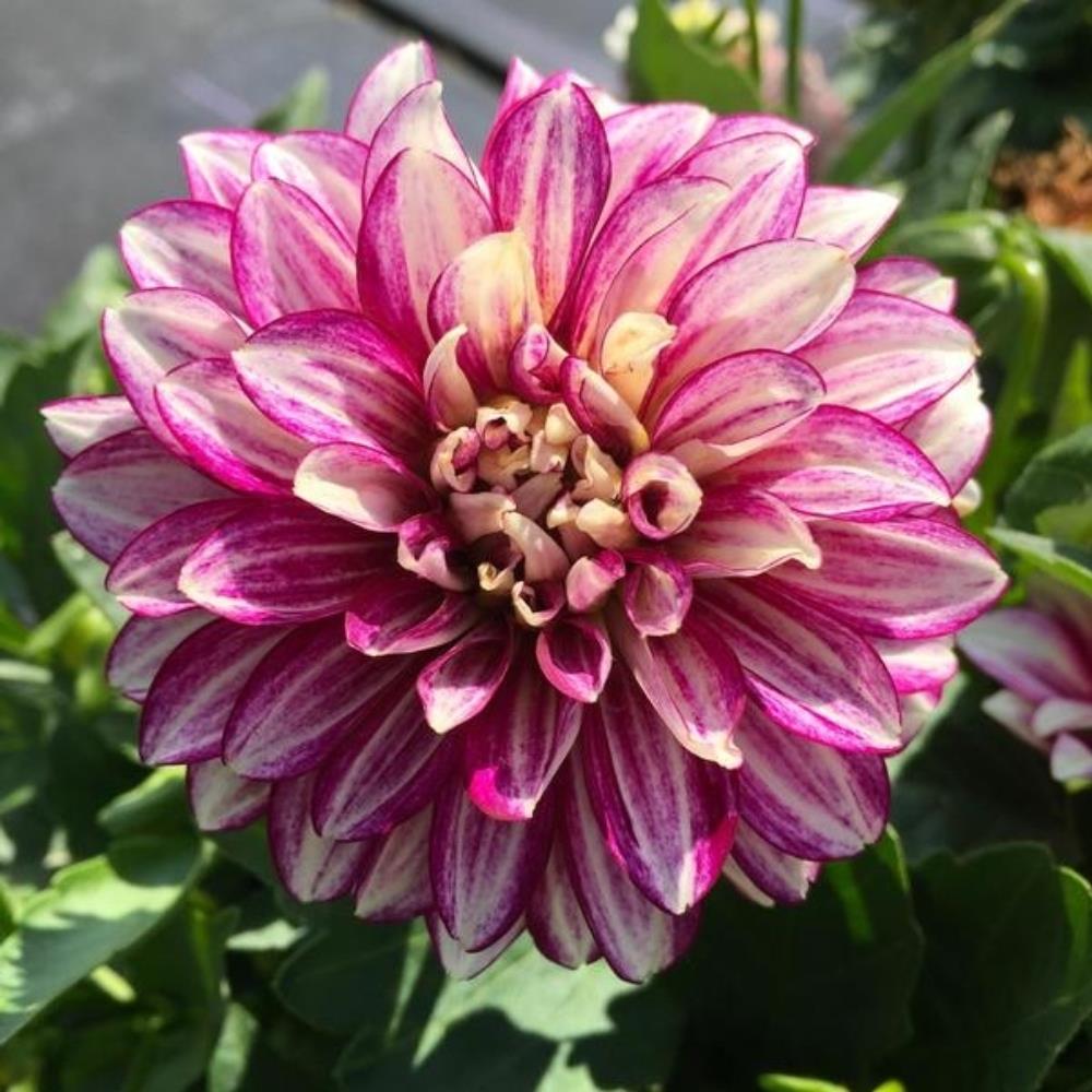 Dahlia Lubega 'Power Cherry Stripes' X3