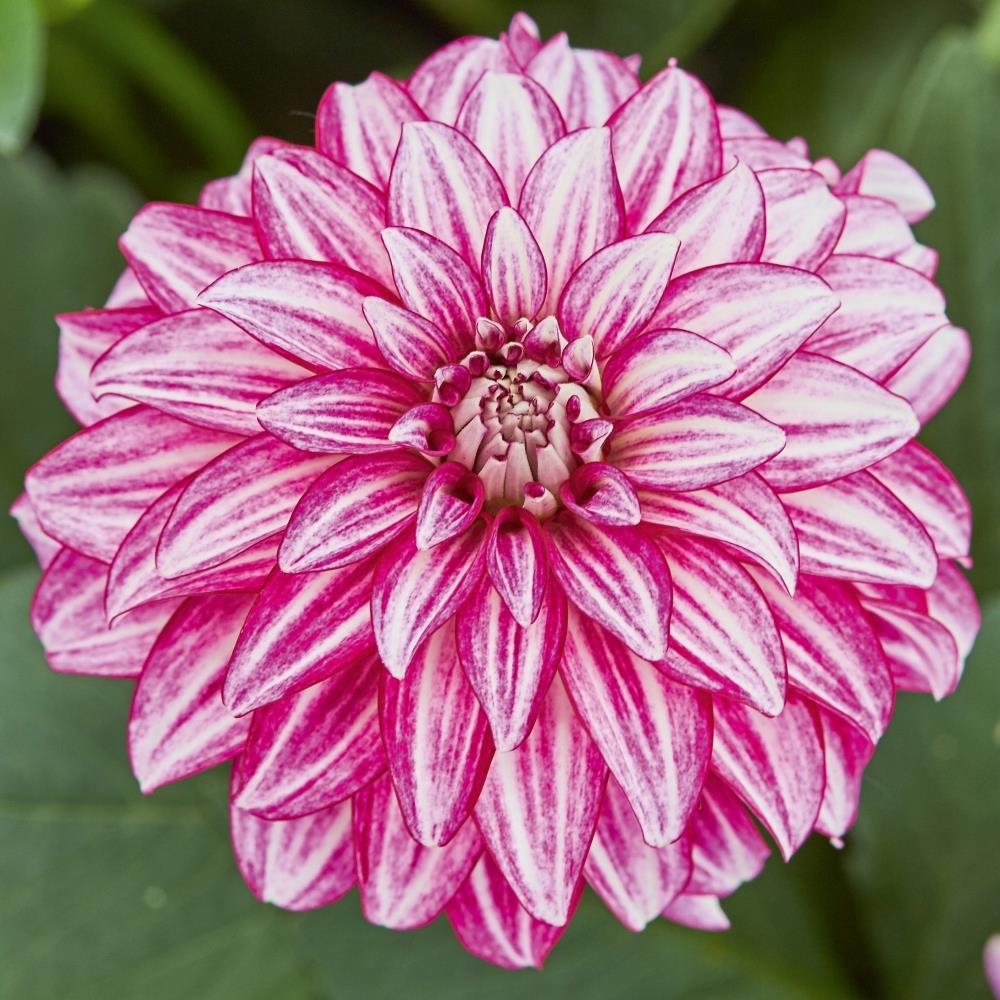 Dahlia Lubega 'Power Cherry Stripes' X3